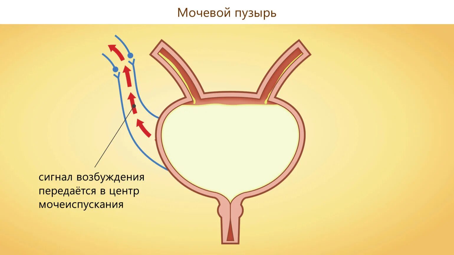 Расслабленный мочевой пузырь. Мочевой пузырь. Функционирование мочевого пузыря. Функции мочевого пузыря. Мочевой пузырь анатомия.