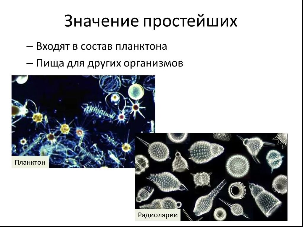 Простейшие планктонные организмы. Входит в состав зоопланктона. Состав планктона. Значение простейших. В состав планктона входят