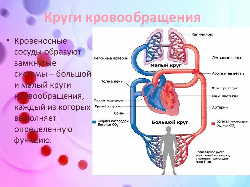 Уровни кровообращения. Сосуды сердечного круга кровообращения. малый круг кровообращения венозная кровь. большой круг кровообращения сердца. в артериях малого круга кровообращения течёт венозная кровь.