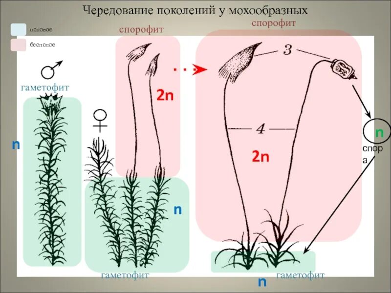 клетки коробочки мха набор хромосом. какой хромосомный набор характерен для гамет. зародыш семени набор хромосом. какой хромосомный набор характерен для клеток. жизненный цикл мха схема с набором хромосом.