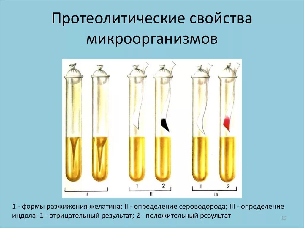 Среды для изучения протеолитической активности. Метод изучения протеолитических свойств бактерий. Протеолитическая активность это микробиология. Протеолитические свойства микроорганизмов. Ферментативная активность микроорганизмов