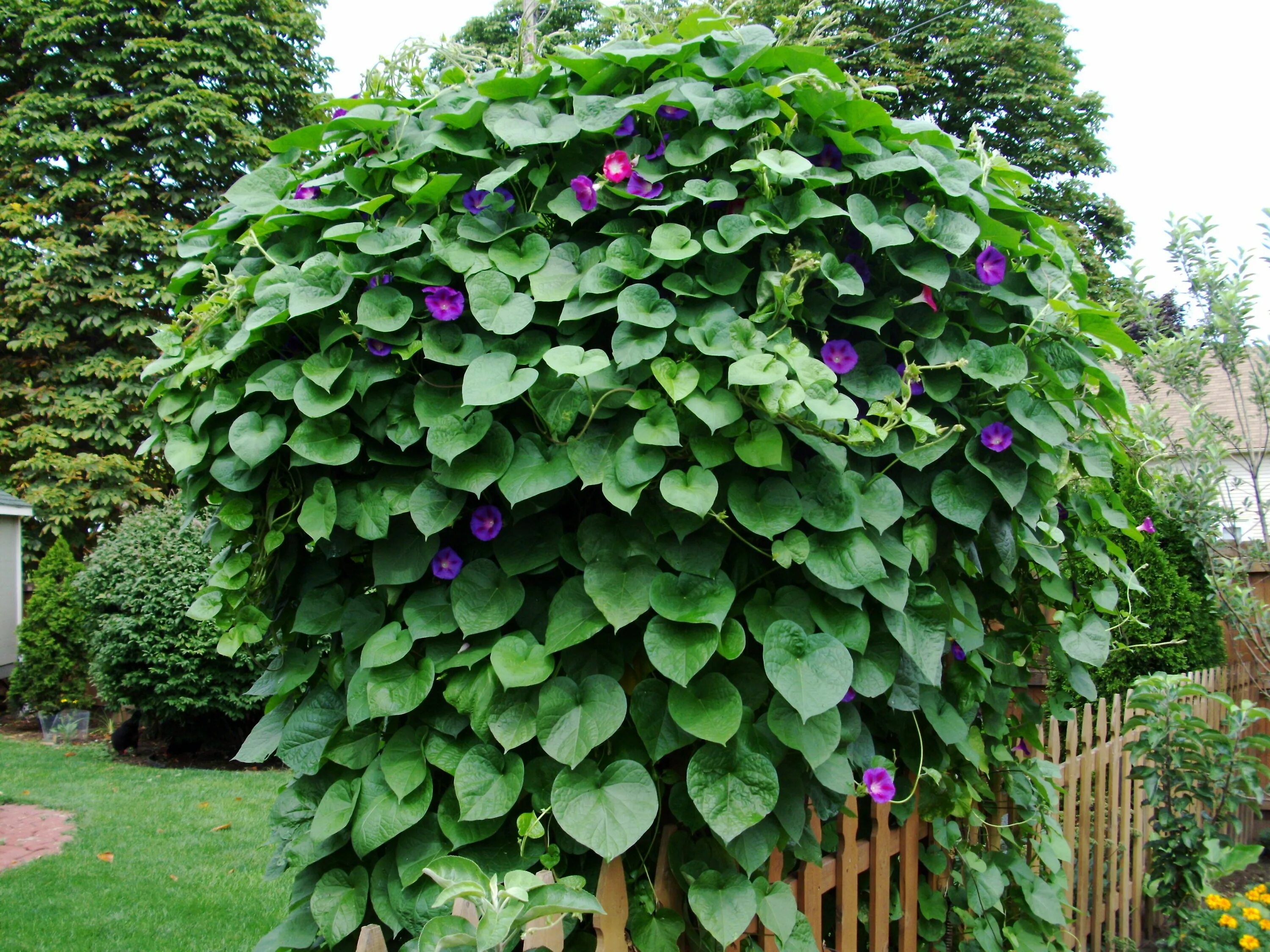 Morning Glory. Try plant