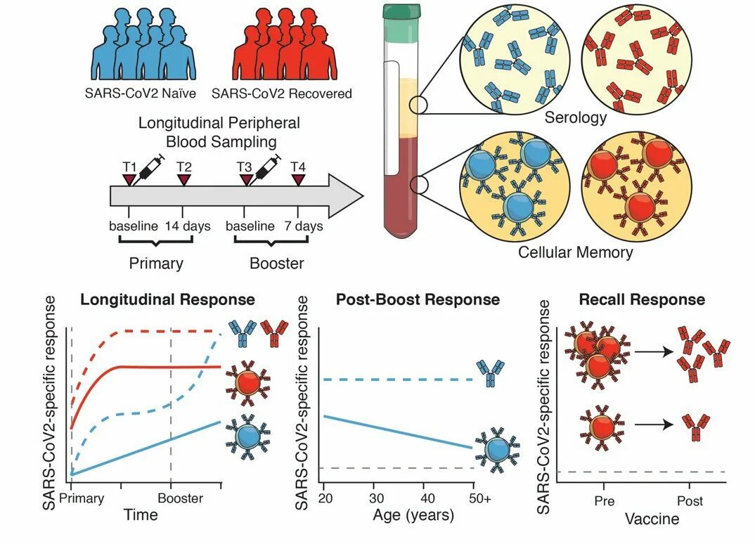 Sars 2 вакцина. Immune response to SARS-cov-2. SARS cov2 transmission more 6 m.