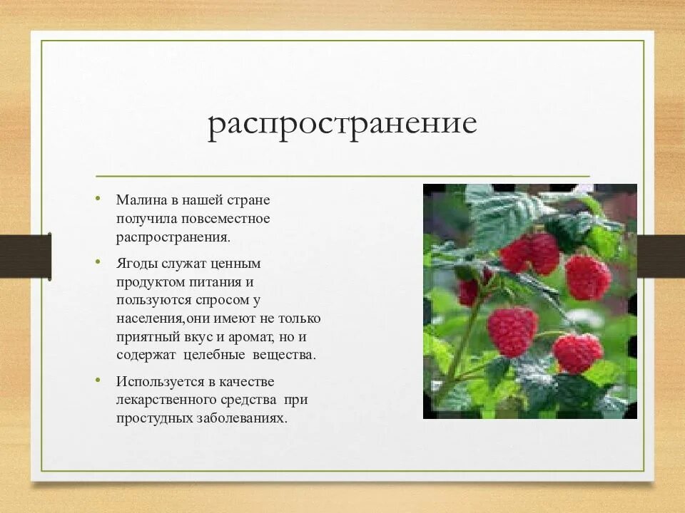 Цветет малина текст. Приспособление для распространения малины. Строение малины. Малина способ распространения. Способ распространения семян малины.