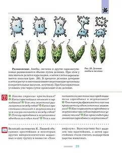 Какое размножение у амебы