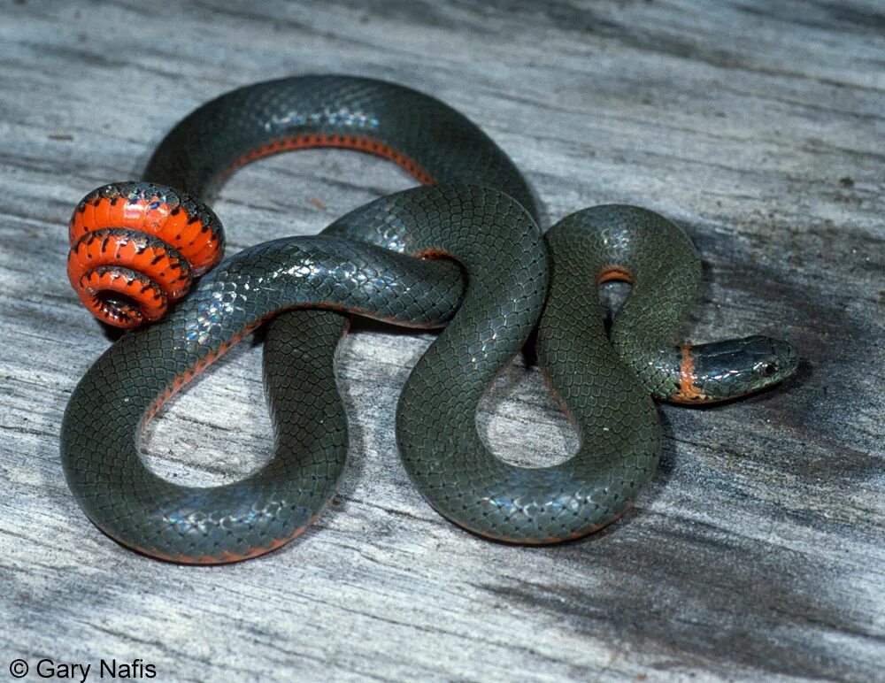 Змейка на солнце. Оранжевая змея с кольцами. Серая змея с оранжевой головой. Змея черная с оранжевым кольцом. Змея серая с кольцами.