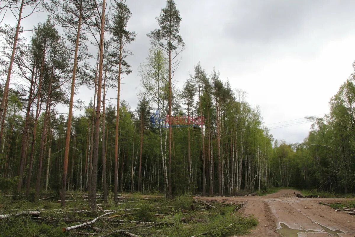 Погода в цвелодубово выборгского. Цвелодубово Ленинградская область леса. Шоссе Рощино Цвелодубово. Цвелодубово озеро. ООО Цвелодубово Ленинградская область.