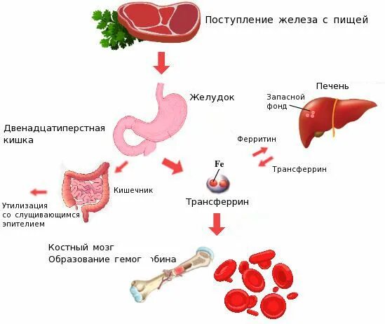 Низкое железо в крови у женщин симптомы. Патогенез железа в организме. Схема патогенеза анемий. Патогенез железодефицитной анемии схема. Патогенез обмена железа в организме.