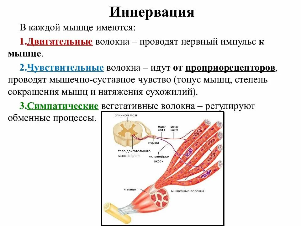 Схема иннервации скелетной мышцы. Разновидности волокон скелетной мышцы. Иннервация, структурные основы сокращения мышечного волокна. Иннервация скелетной мышцы физиология.