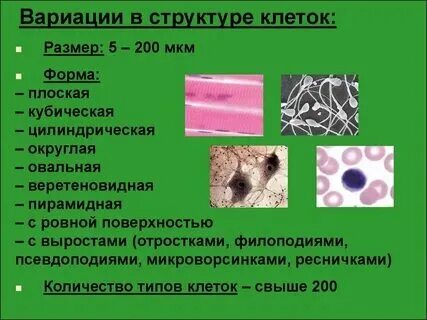 Размеры разных видов клеток