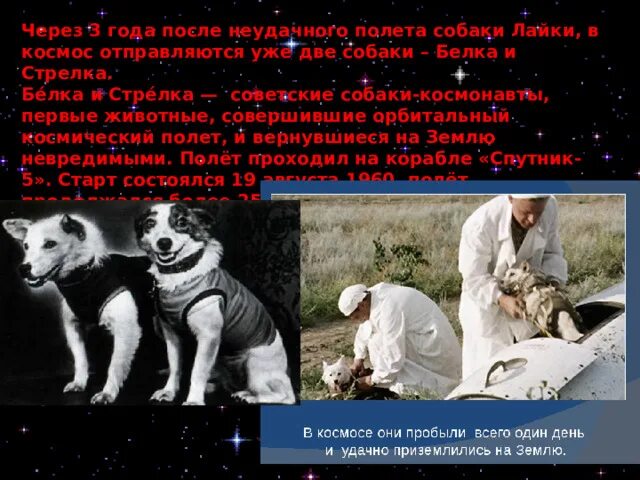 Имена собак летавших в космос. Имена собак летавших в космос