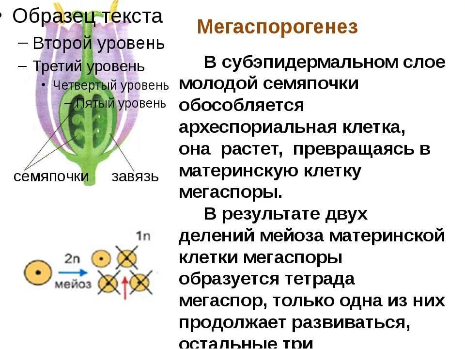 В результате образуется из завязи. Гаметогенез у цветковых растений. Образование мегаспоры у покрытосеменных. Спорогенез и гаметогенез у цветковых растений. Мегаспорогенез у растений.