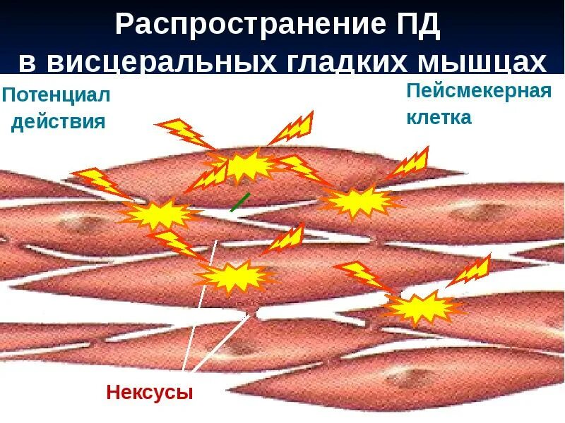 Работа гладких мышц. Нексусы в гладких мышцах. Пд гладких мышц. Нексус в скелетной мышце. Висцеральные гладкие мышцы.