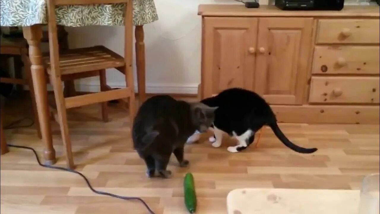 Кот и огурец приколы. Кот и огурец. Кот. Кот испугался. Коты боятся огурцов.