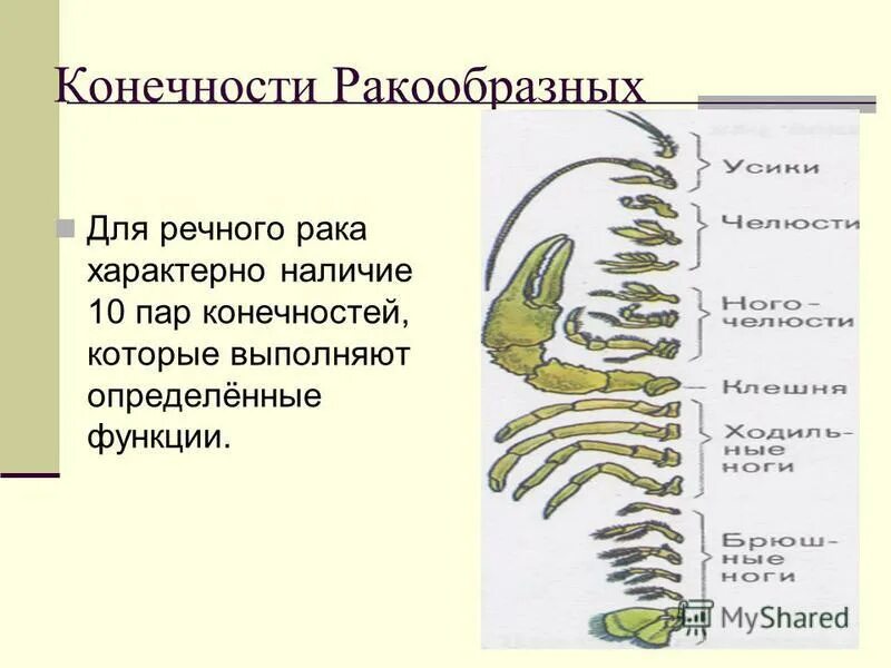 Сколько пар у рака