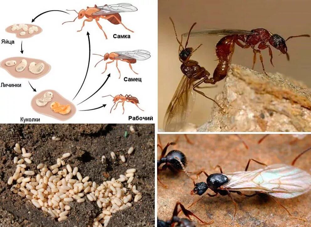 Какое развитие у муравьев. Яйца личинки куколки муравьев. Стадия развития муравья яйцо личинка. Личинки рыжих муравьев. Личинка муравья жнеца.