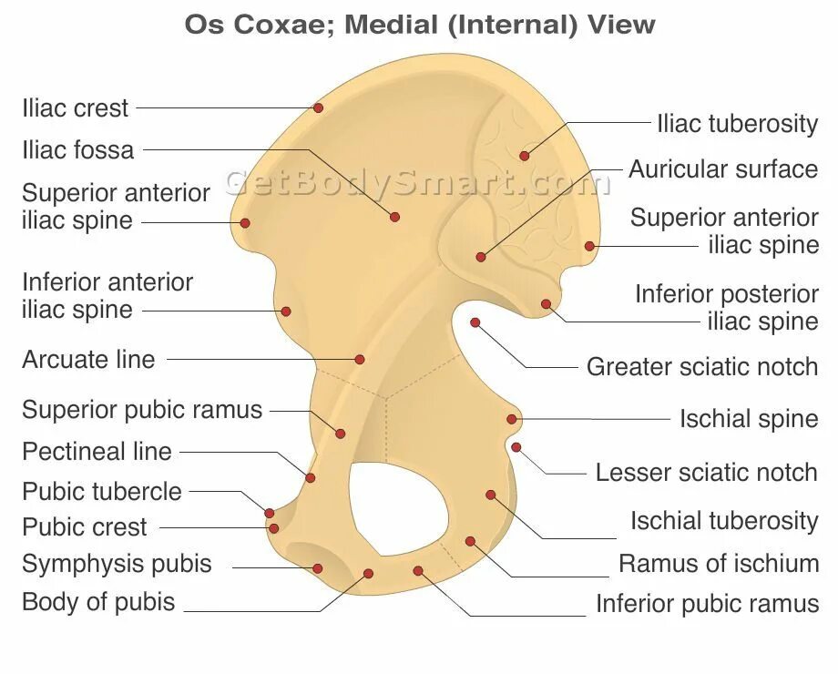 Media internals. Hip Bone (os Coxae). Os Coxae анатомия. Os Ilium анатомия. Os Ischia анатомия.