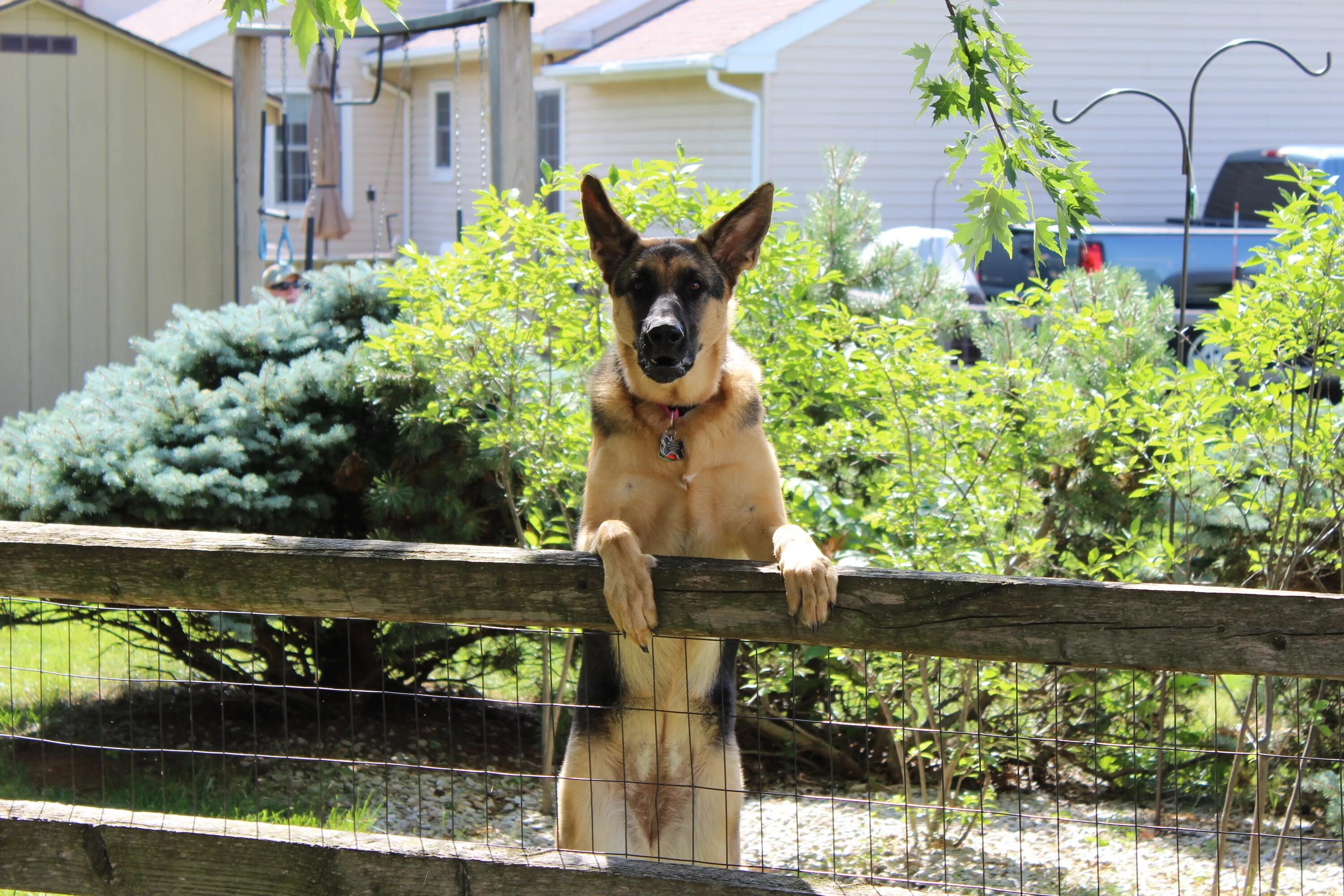 Частный сектор лай собаки. Собака во дворе. Собака охраняет дом. Собака на даче. Немецкая овчарка на даче.