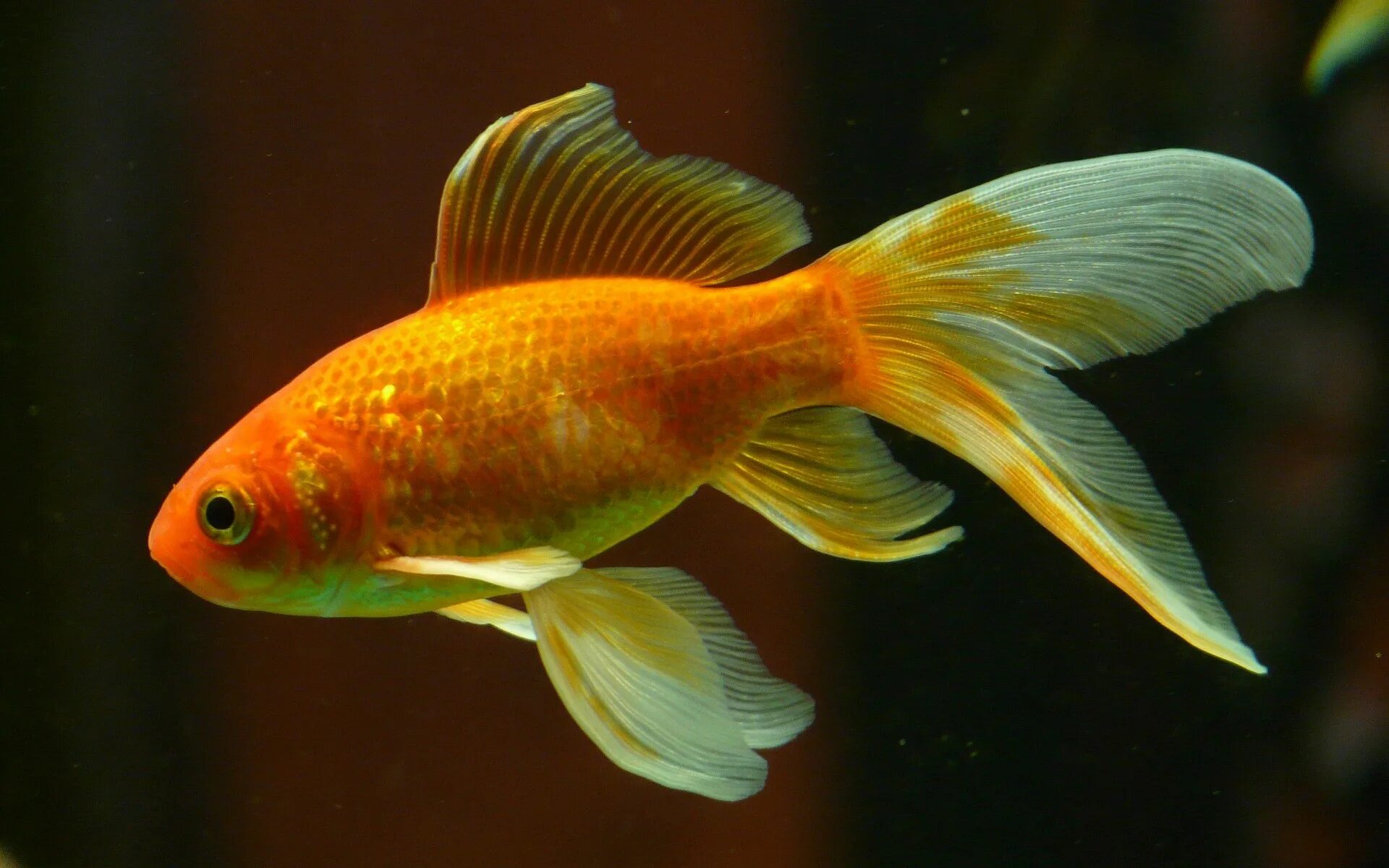 Рыбка золотого цвета. Золотая вуалевая рыбка аквариумная. Рыбка Комета вуалевая. Золотая рыбка Комета вуалехвост. Комета красная аквариумная рыбка.