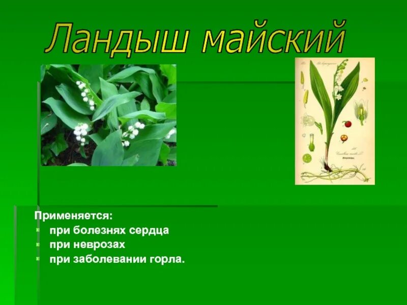 Лесная аптека в доу. Лесная аптека презентация. Лесная аптека презентация. Презентация лесная аптека. Лесная аптека презентация для дошкольников.