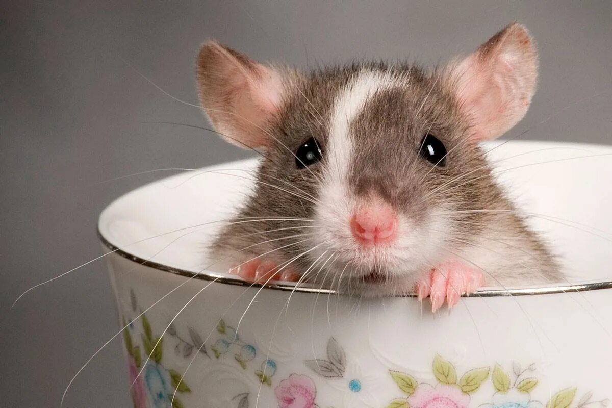 Чисто мышь. Крыса Дамбо. Декоративная крыса Дамбо. Криса каламуш. Милая крыса.