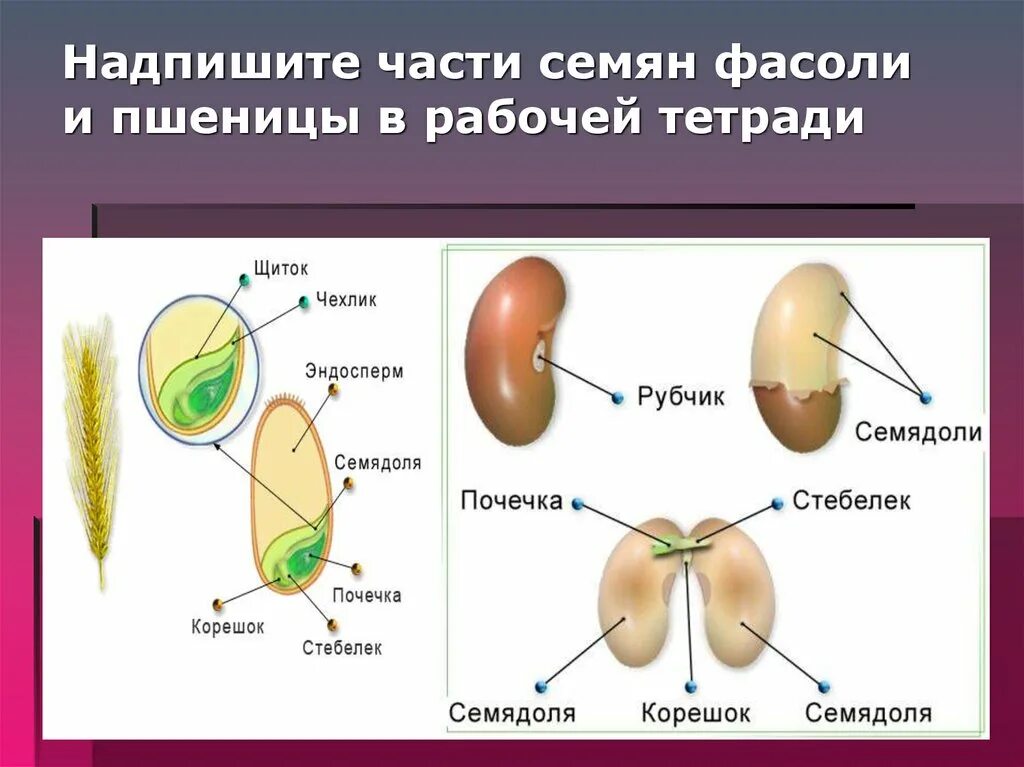 Почечка фасоли. Строение семени цветковых растений. Строение семени фасоли. Строение зародыша семени фасоли. Строение зародыша семени пшеницы.