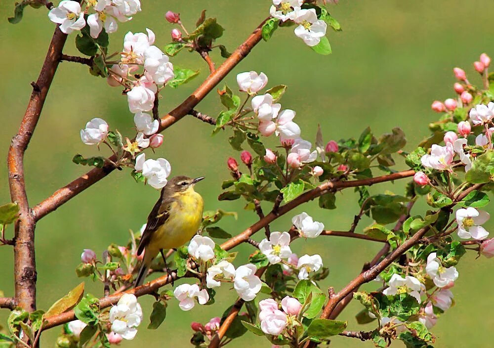 Bird may. Соловей в саду. Птицы в весеннем саду. Птицы весной.