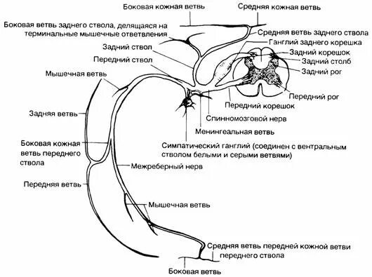 Схема образования и расположения межреберных нервов. Межреберные нервы схема. Передние и латеральные ветви межреберных нервов. Межреберный нерв анатомия.