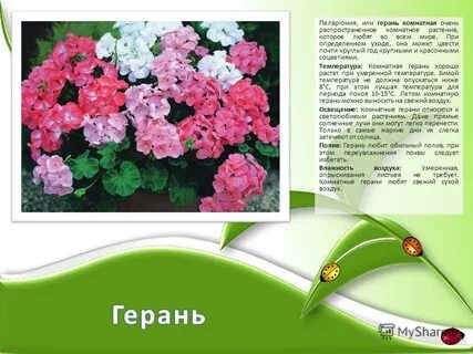 Герань какая температура