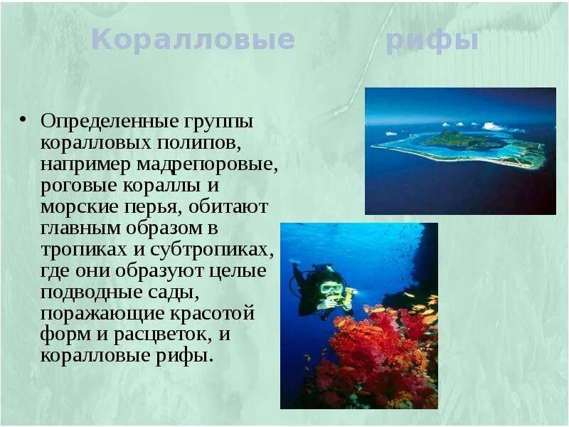 Коралловому рифу как устойчивому сообществу
