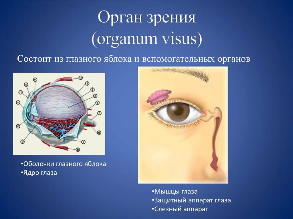 Глаз глазное яблоко вспомогательный аппарат. Орган зрения. Орган зрения анатомия. Глазное яблоко и вспомогательный аппарат глаза. Строение органа зрения.