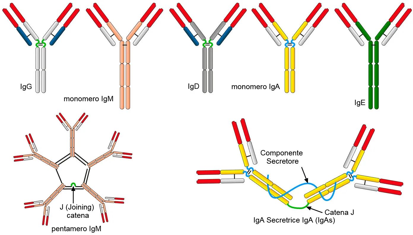 Антитела IGM IGG iga. Структура антитела IGG. Структура иммуноглобулина iga. IGM антитела строение. Чем отличаются иммуноглобулины