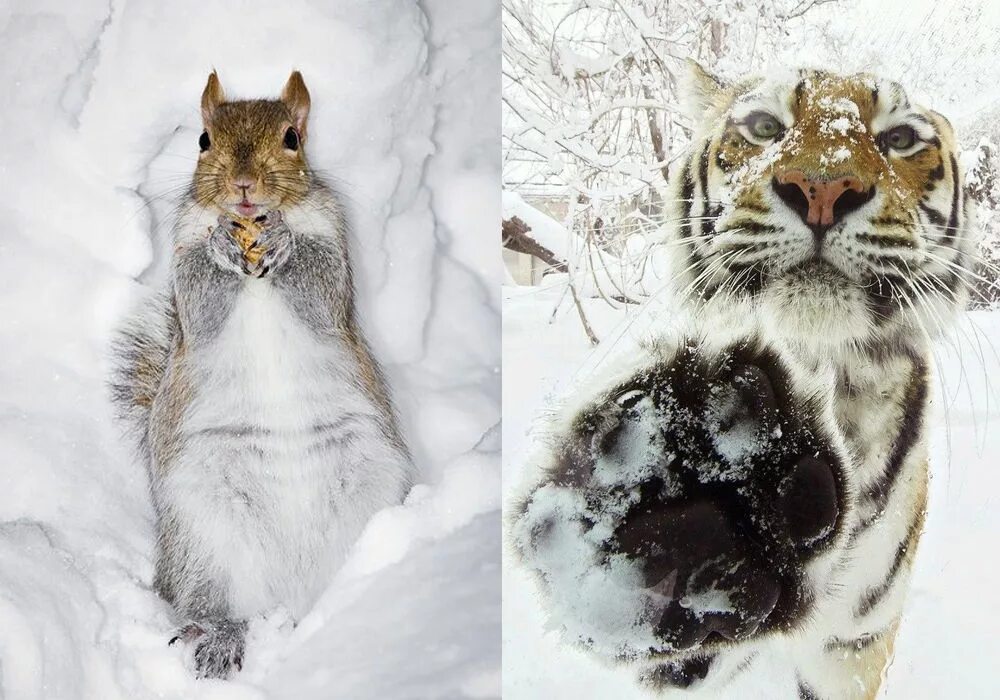 Сколько живет зима. Милые животные зимой. Смешные животные зимой. Забавные зверюшки зимой. Смешное животное зимой.