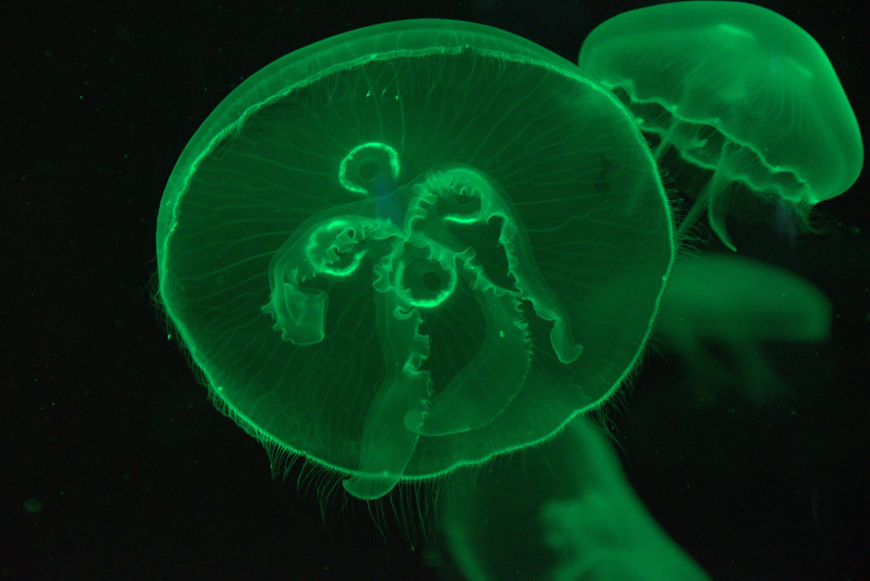 Aequorea Victoria медуза. Медуза Aequorea Aequorea (. Биолюминесценция кишечнополостных. Медуза одноклеточное.