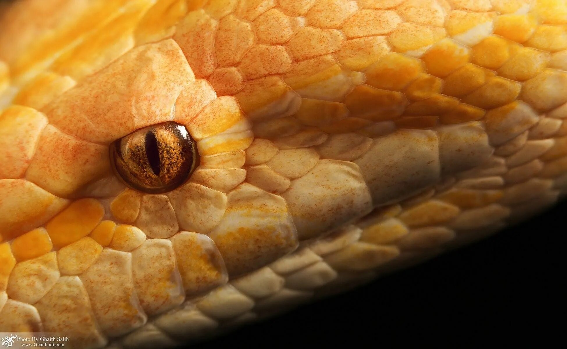 Какой элемент инфраглаза змеи выполняет. Глаза змеи. Глаз змеи макро. Макросъемка змеи. Цвет глаз змеи.