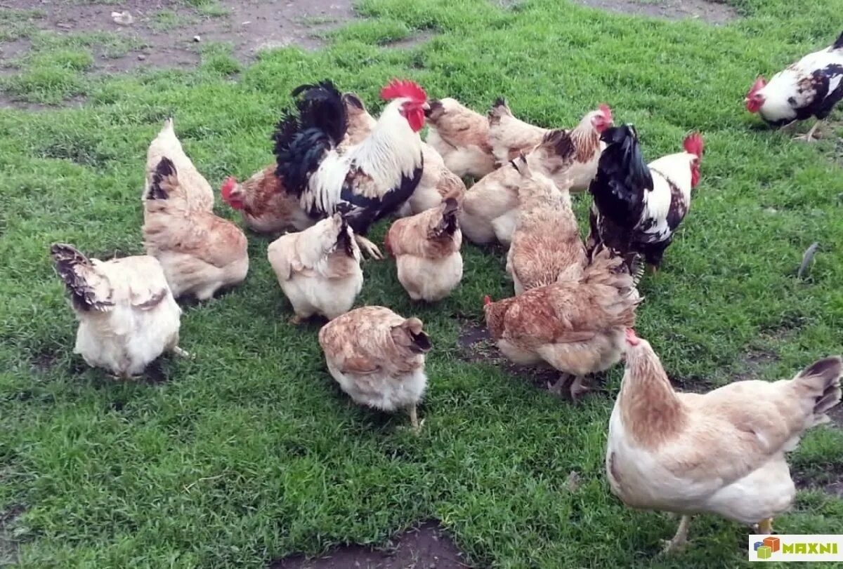 загорская лососевая. загорская лососевая порода кур. порода кур загорские лососевые. загорская порода кур. загорская лососевая порода.