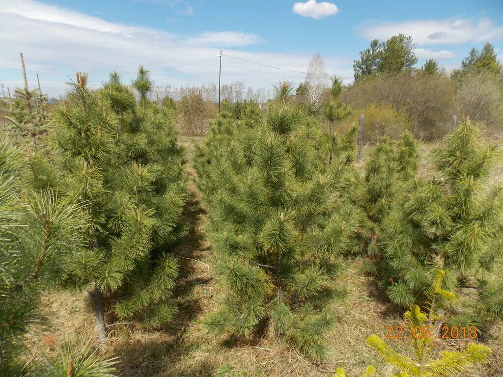 туя западная смарагд. лесопитомник сосны обыкновенной. питомник сосен. питомник сосен. сосна питомник.