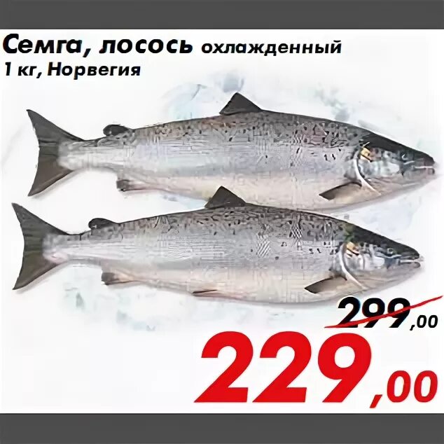 Форель горбуша лосось различие. Форель горбуша лосось отличия. Описание отряда лососеобразные. Форель горбуша лосось различие. Форель голец нерка чавыча.