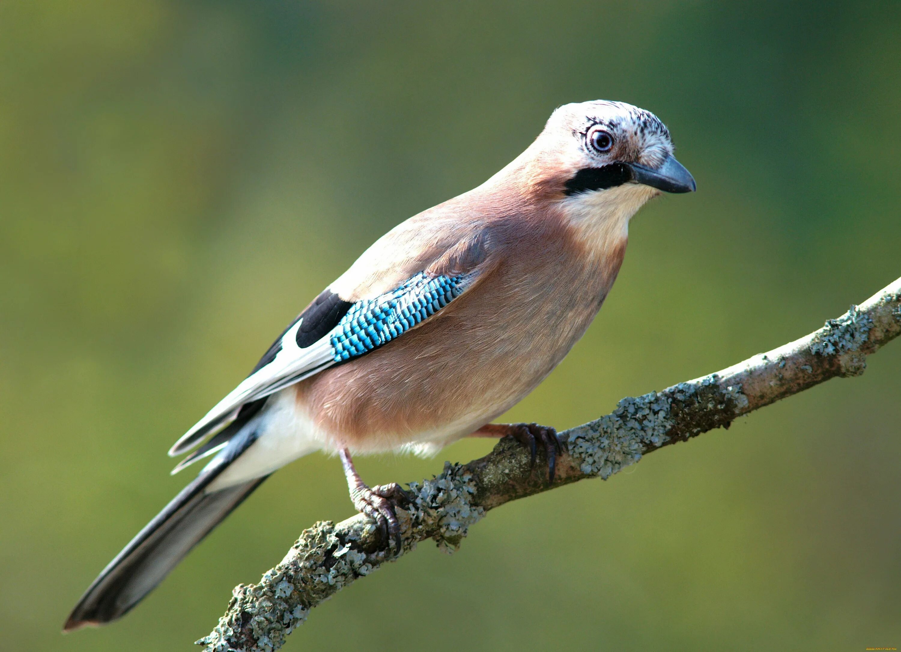 Крик сойки. Сойка garrulus glandarius. Сойка обыкновенная. Монгольская Сойка Podoces hendersoni. Сойка серая.