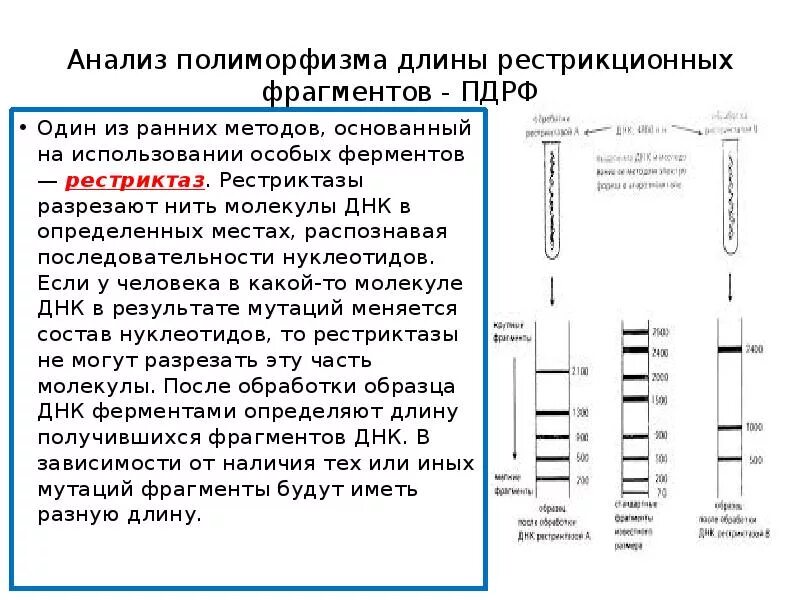 Сколько молекул днк в данной хромосоме. Полиморфизм длин рестрикционных фрагментов. ПДРФ метод в генетике. Полиморфизм длины рестрикционных фрагментов ПДРФ. ПДРФ анализ.