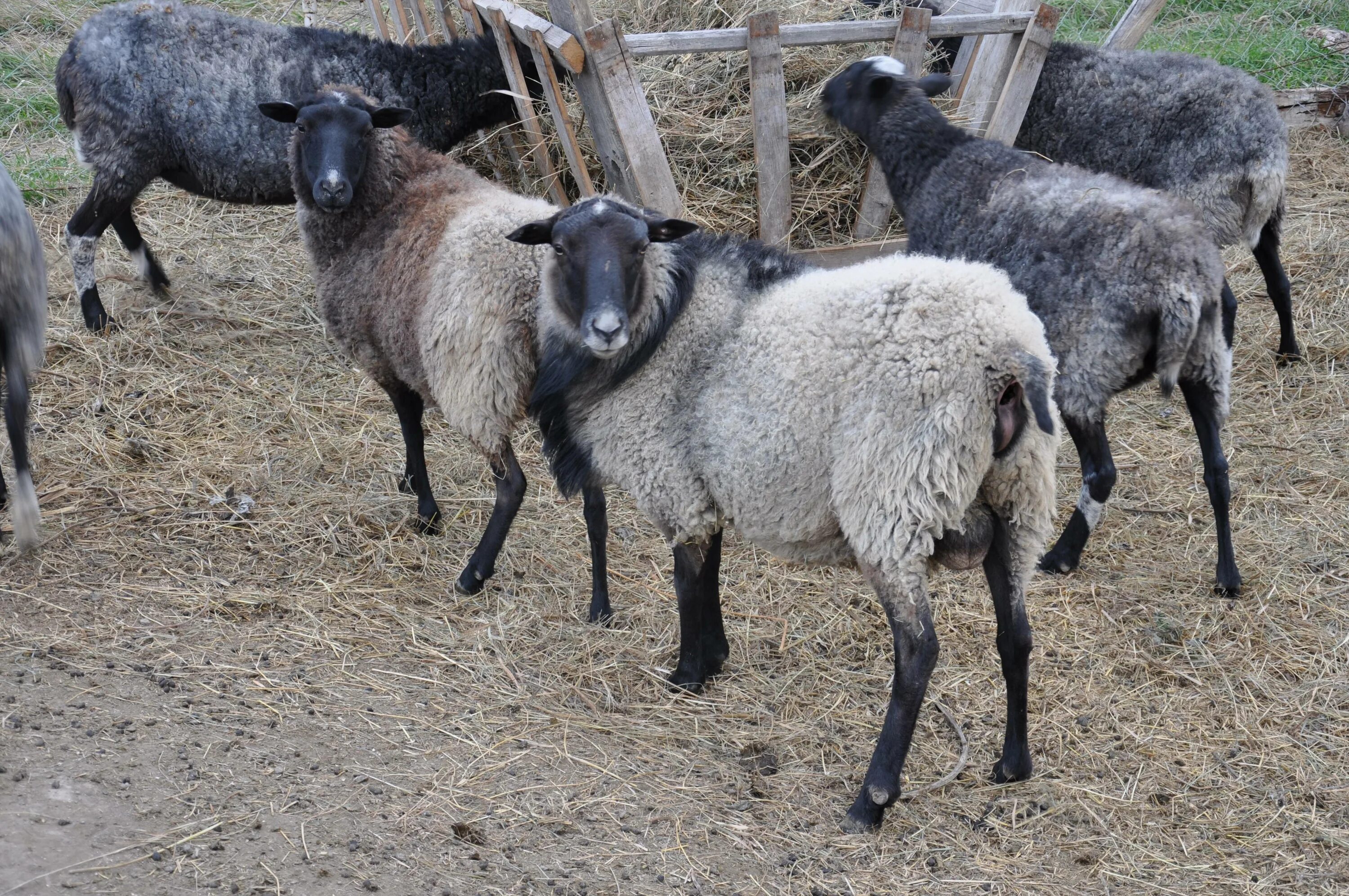 Авито породы овец. Романовская порода Баранов. Романовская порода овец. Боран Романовская порода. Романовские овцы и бараны.
