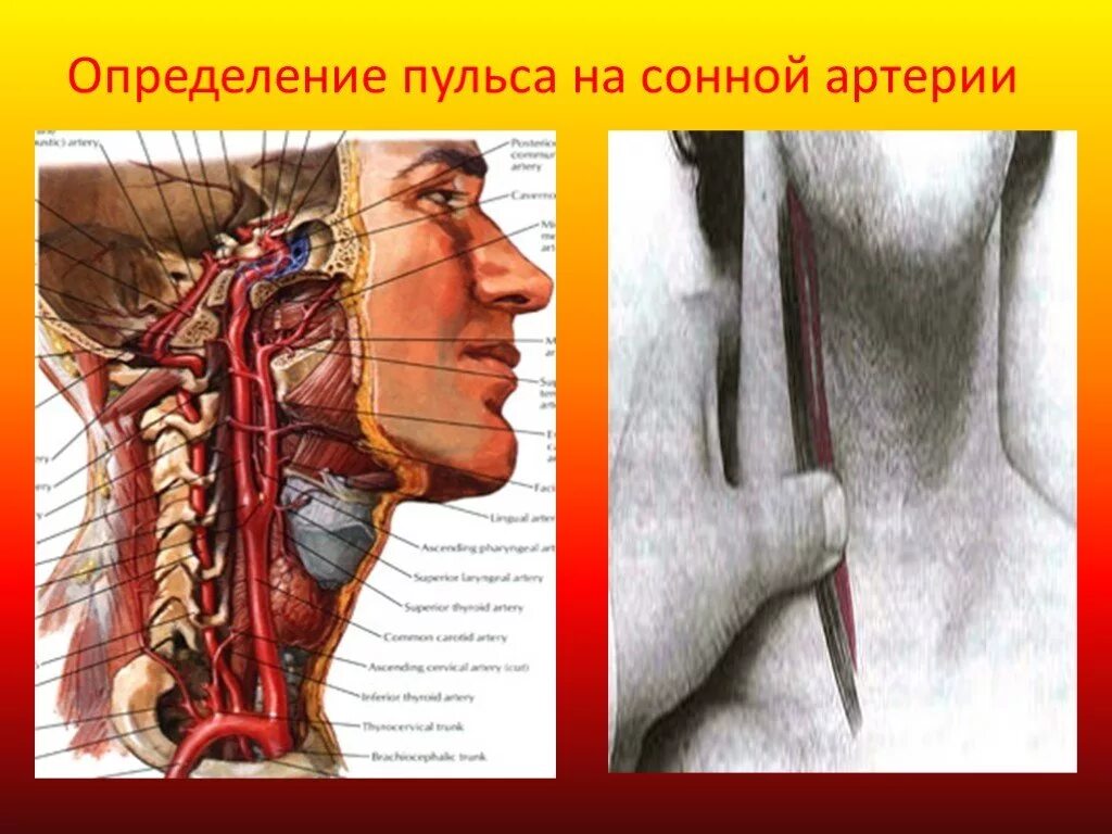 Правая сонная артерия где находится. Нде еаходиться Сонная Актерич.