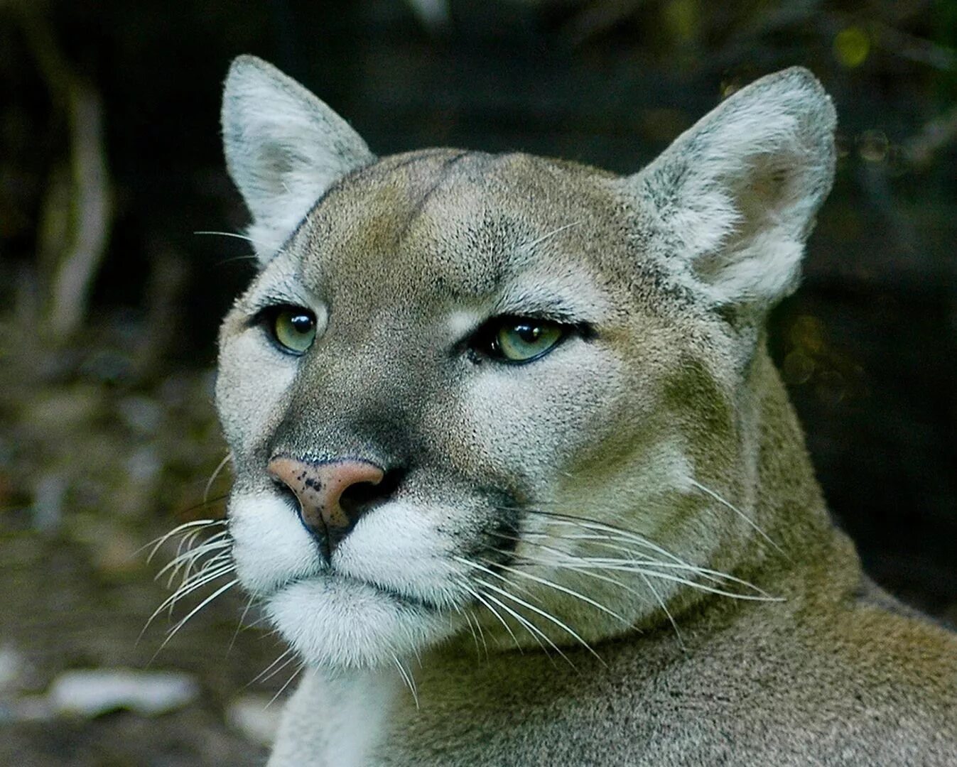 Пума конколор Кугуар. Саблезубый Кугуар. Puma pardoides. Кошачье семейство. Полное название пумы