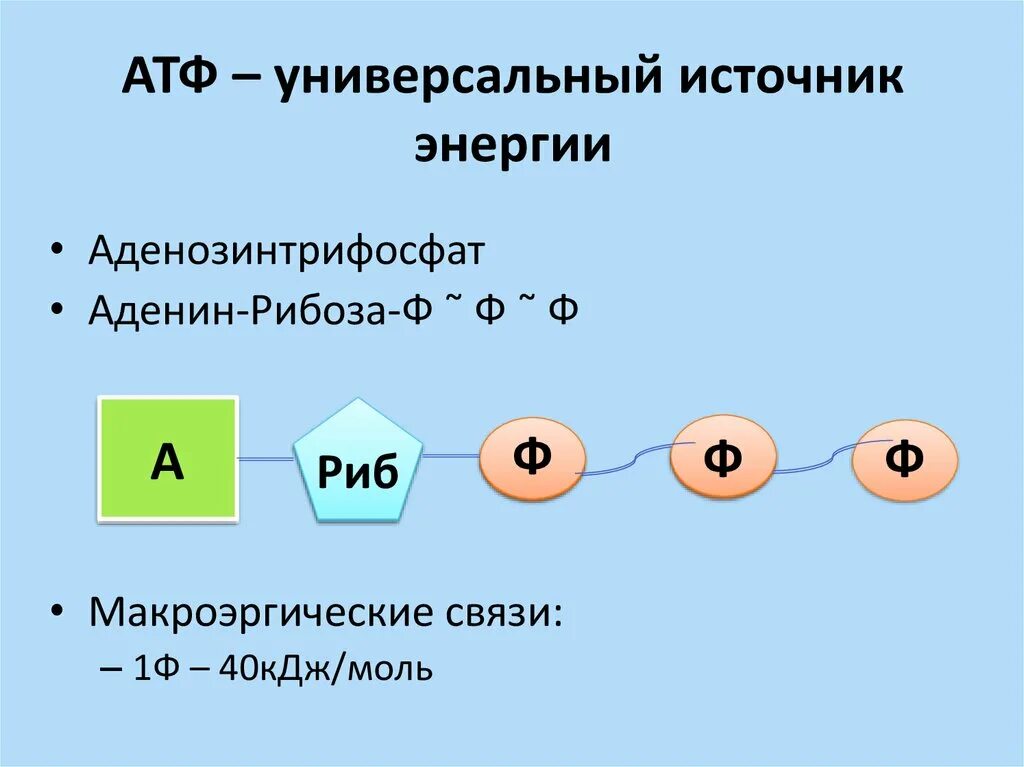 В процессе пластического обмена молекулы атф. Химическая структура атф. схема строения атф. атф строение молекулы и функции. схема структуры молекулы атф.