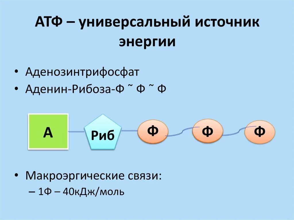 Химическая структура АТФ. Строение молекулы АТФ биология. Строение АТФ И АДФ. Строение АТФ макроэргические связи.