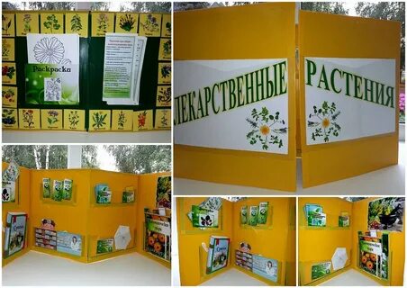 Лэпбук покрытосеменные