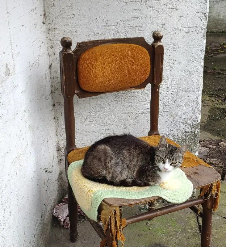 Сергей есенин — собаке качалова (дай, джим, на счастье лапу мне). Корыто это 2 класс. Что означает слово навывать. Среди коих. 9 нечистых.