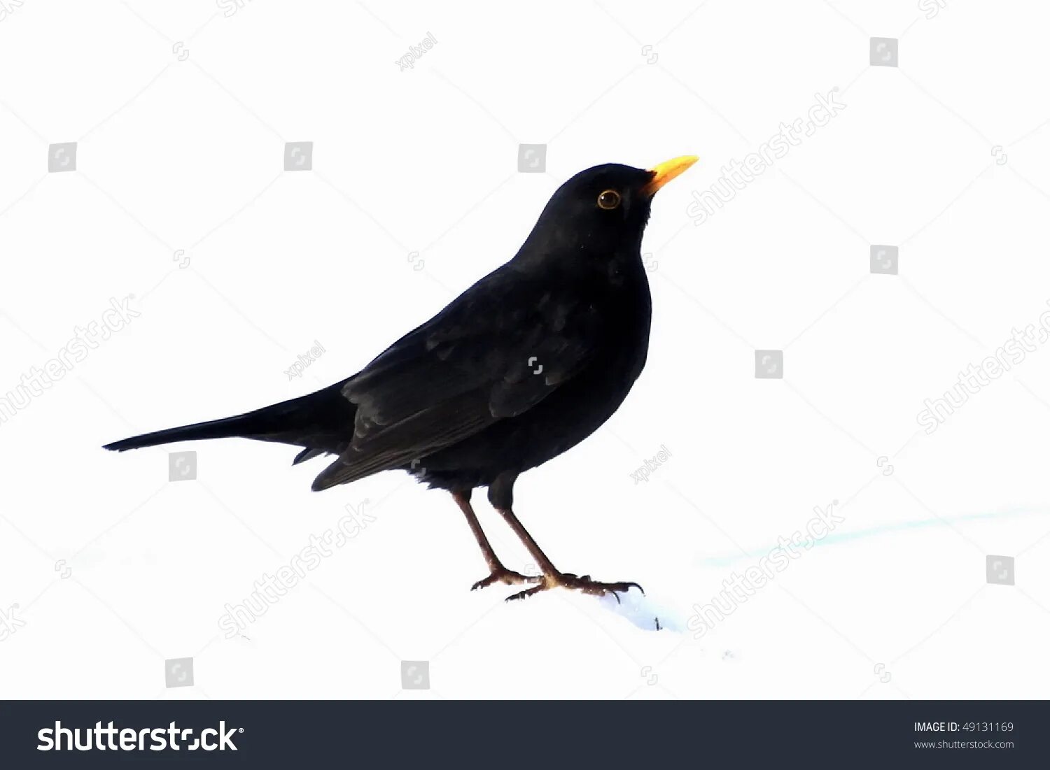 Eurasian blackbird птица