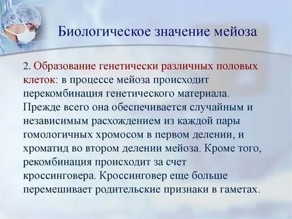 Мейоз образование клеток и оплодотворение