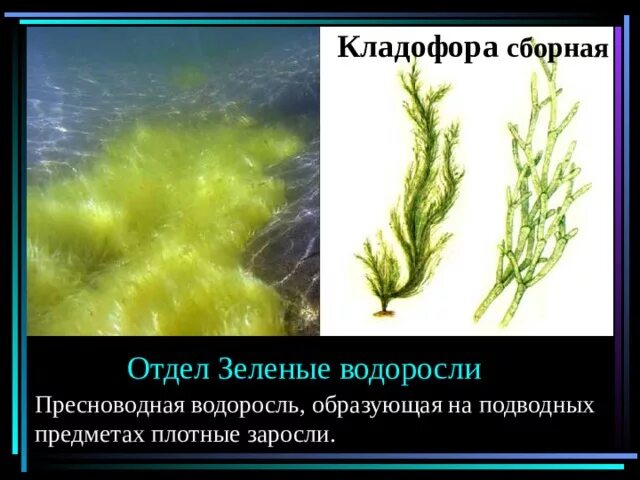 Кладофора Тип таллома. Кладофора водоросль. Кладофора аквариумное растение. Кладофора водоросль сообщение.